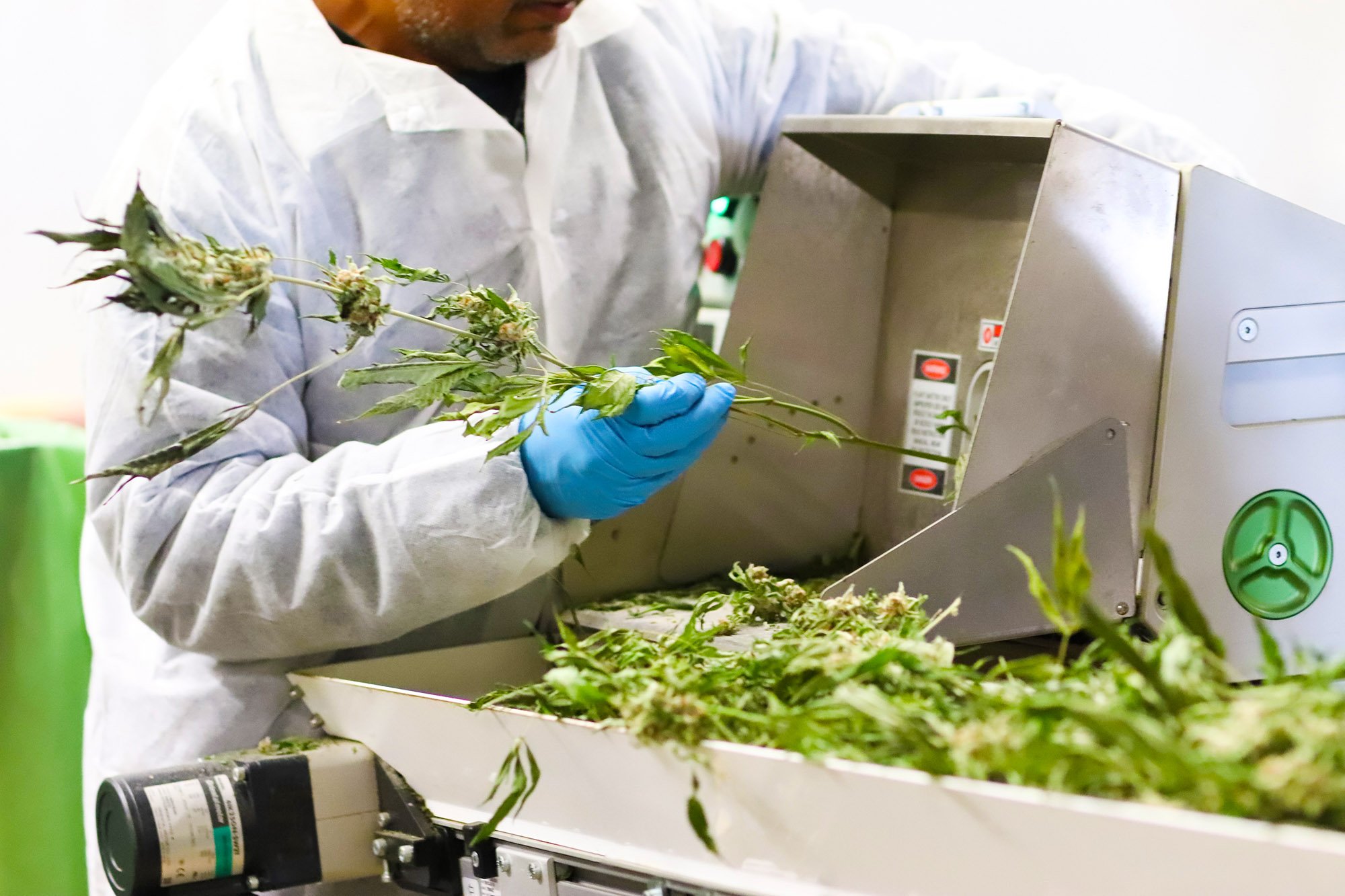 Greenbrier Holdings worker processing cannabis